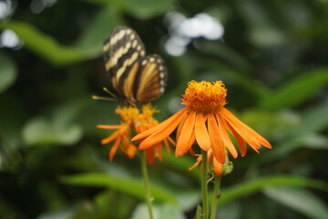 beautiful butterflies pollinating in costa rica