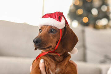 Cute dachshund dog with Santa hat and owner at home on Christmas eve, closeup