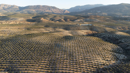 Foto aerea de un campo de olivos en Jaén.