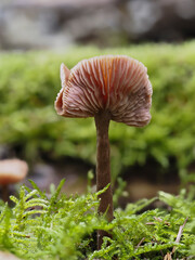 Lacktrichterling (Laccaria)