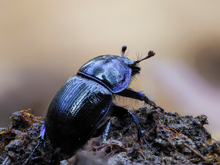 Mistkäfer (Geotrupidae)