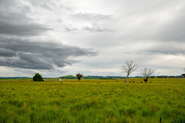 Cow grazing on a scenic green field in rural Australia