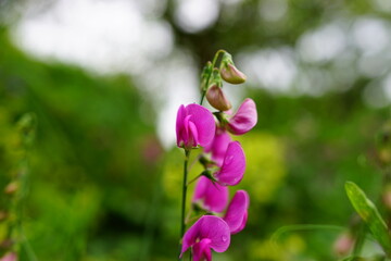 Verschwommener Hintergrund