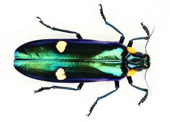 Beetle isolated on white. Green metallic jewel beetle Megaloxantha bicolor close up. Buprestidae,...