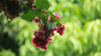 Beautiful photo of Bougenville flowers