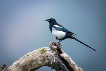 Magpie bird close up ( Pica pica )