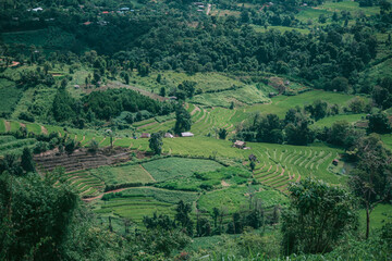 Fototapeta na wymiar rice terraces in region country
