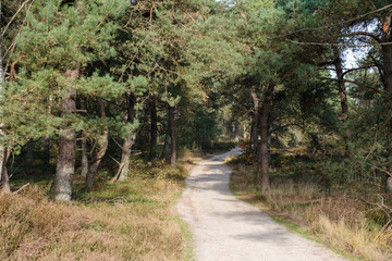 Nature reserve Sallandse Heuvelrug