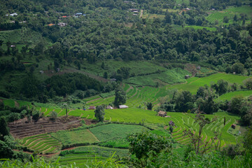 Fototapeta na wymiar rice terraces landscape