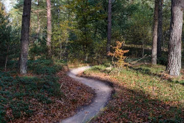 Fototapete Nature reserve Sallandse Heuvelrug © Holland-PhotostockNL