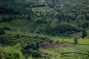 Fototapeta na wymiar rice terraces landscape