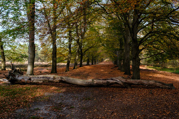 Nature reserve Sallandse Heuvelrug