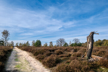 Nature reserve Sallandse Heuvelrug