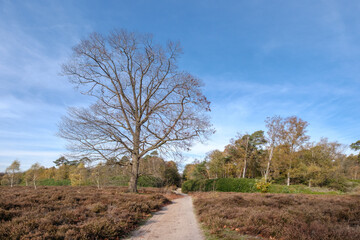Nature reserve Sallandse Heuvelrug