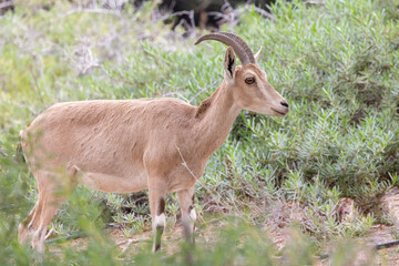 The Nubian ibex (Capra nubiana)  is a desert-dwelling goat species found in mountainous areas of Algeria, Egypt, Ethiopia, Eritrea, Israel, Jordan, Lebanon, Oman, Saudi Arabia, Sudan, and Yemen. 