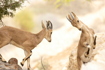 View of pair of young Nubian Ibex practice fighting, on the edge of Zin river, in the Negev Desert, Southern Israel