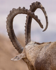 The Nubian ibex (Capra nubiana)  is a desert-dwelling goat species found in mountainous areas of...