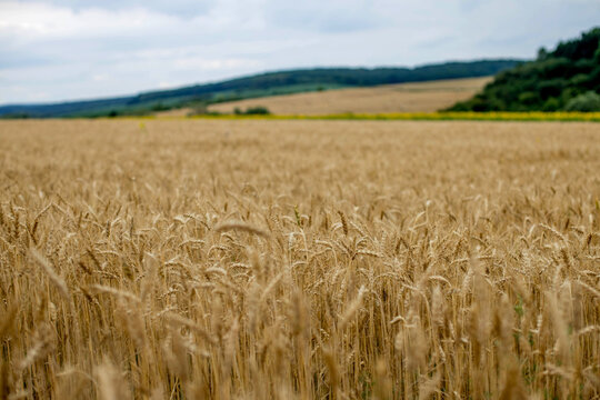 Gold Wheat Field in sunny day. Concept of great harvest and productive seed industry
