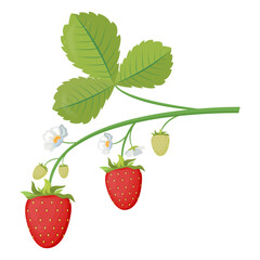 Vector illustration of strawberries on a branch with leaves and flowers. Set of isolated strawberries.