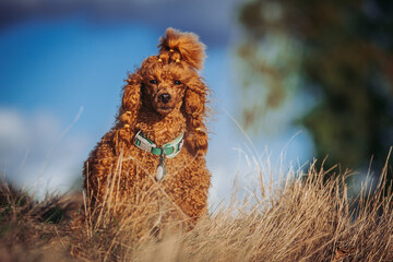 Beautiful red poodle in the colorful background. Dog in action. Toy poodle	outside
