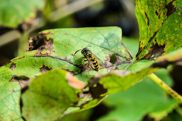 Wasp on the leaf