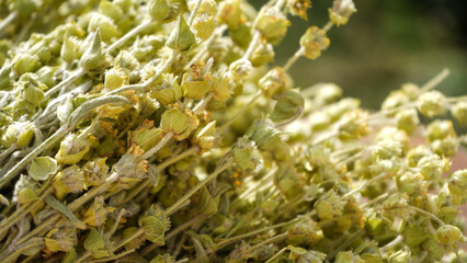 Closeup of bunch of mountain tea Malotira with natural background. Balkan Peninsula traditional...