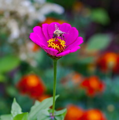 Tsinia flowers close-up on a green background in summer