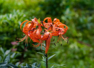 Lily flower close-up on a green background in summer