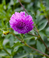 Dahlia flower close-up on a green background in summer