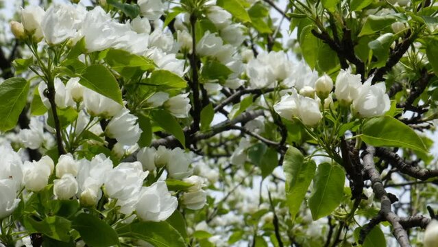 Blossom blooming on trees in springtime. Wild pear or apple tree flowers blooming. Beautiful garden