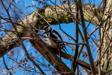 Woodpecker on the tree