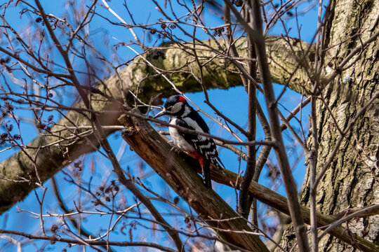 Woodpecker on the tree