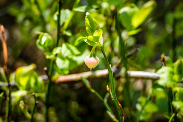 Berry in the forest