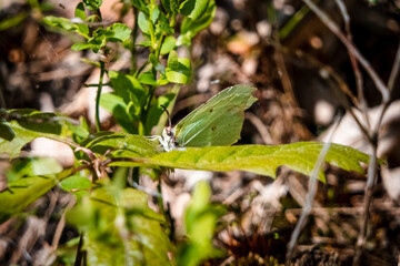 Green butterfly in the forest © PQ