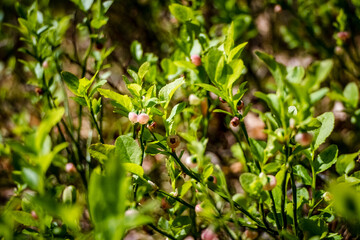 Berry in the forest