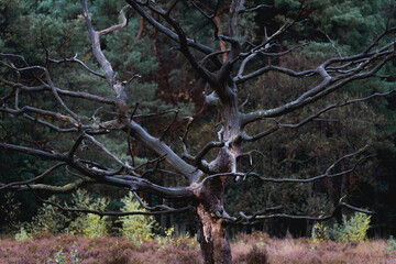 Old Dead trees at the Noorderheide, Elspeet, The Netherlands.