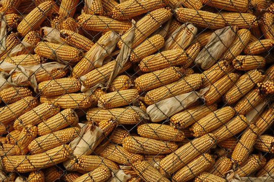 Maissilo Bilder Durchsuchen 17,844 Archivfotos, und