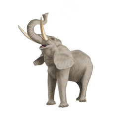 éléphant, animal, mammifère, faune, grand, sauvage, safari, jardin zoologique, défense, pachyderme, nature, ivoire, loxodonta africana, oreilles, immense, lourd, gris