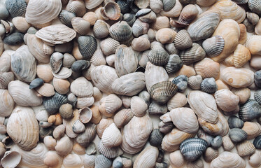 Many large beautiful seashells are laid out evenly on a white background close-up. Natural texture, top view.