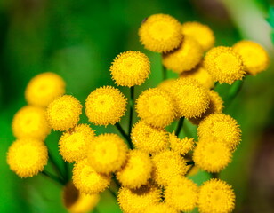 Tansy flower close-up on a green background in summer
