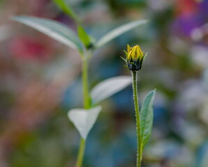 Jerusalem Artichoke flower close-up on a green background in summer
