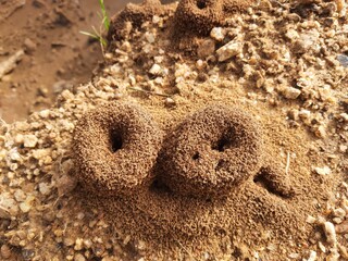 Colony of ants. Ants are making their home and Digging the soil from inside is bringing it out....