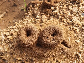 Colony of ants. Ants are making their home and Digging the soil from inside is bringing it out. Anthill of Ants in ground.
Colony of Ant work together to make their nest deep inside the field. 
