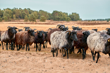 Lüneburger Heide