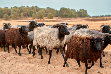 Lüneburger Heide
