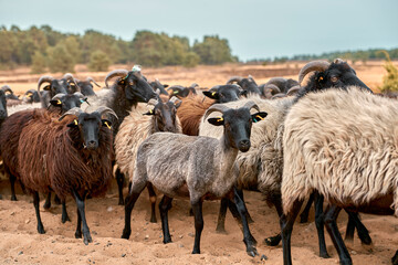 Lüneburger Heide