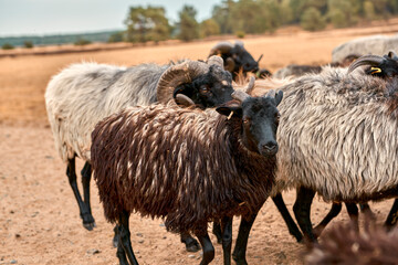 Lüneburger Heide