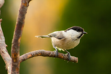 Fototapeta premium Poecile montanus Willow tit ona a branch