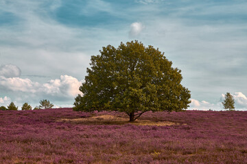 Lüneburger Heide