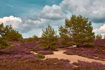 Lüneburger Heide